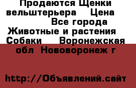 Продаются Щенки вельштерьера  › Цена ­ 27 000 - Все города Животные и растения » Собаки   . Воронежская обл.,Нововоронеж г.